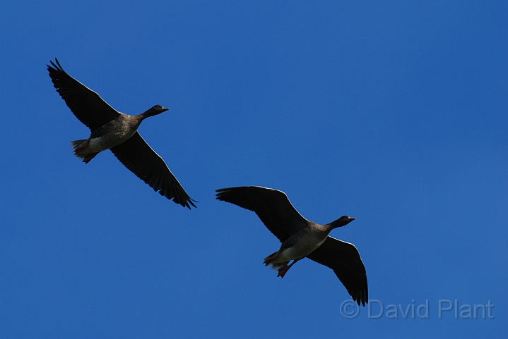 Pink-footed geese pair flying - I.jpg - Pink-footed geese pair flying - Norfolk